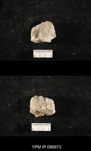 undet. Nautiloidea