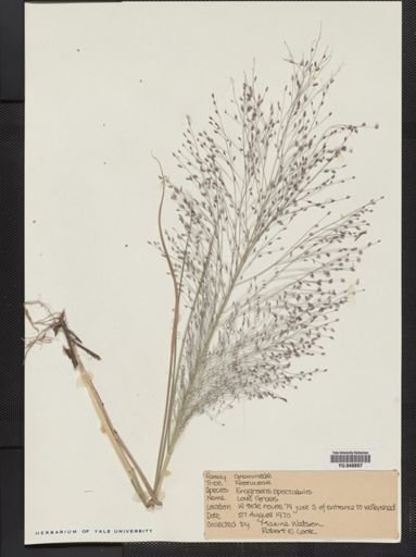 Eragrostis spectabilis