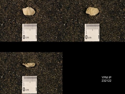 Chonetina flemingi