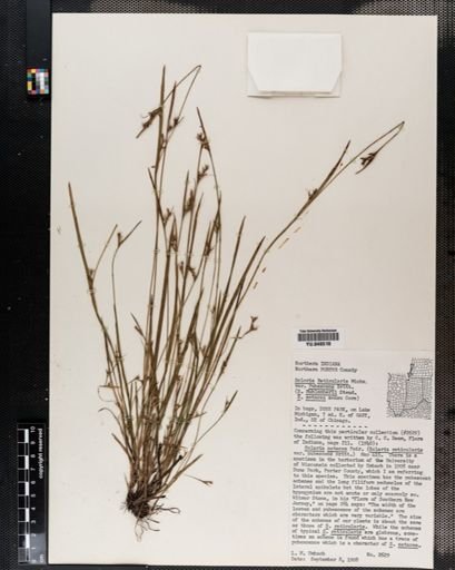 Scleria reticularis