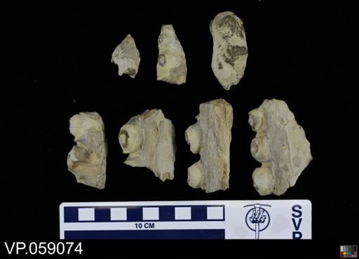 Mosasauridae