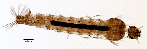 Anopheles barbirostris