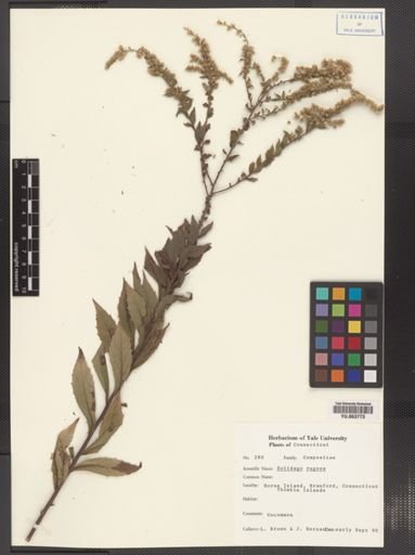 Solidago rugosa