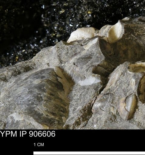 undet. Mollusca