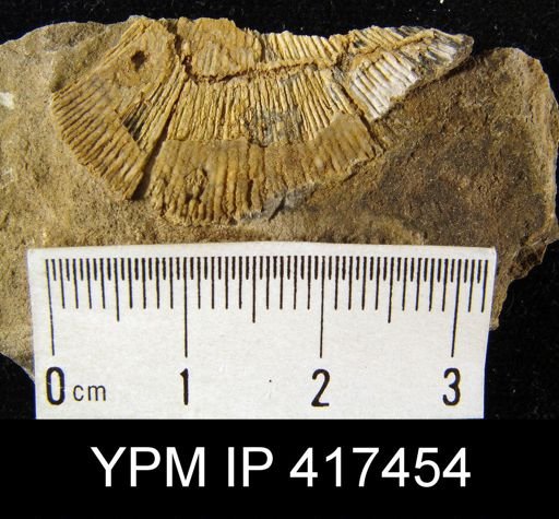 Schuchertella woolworthanus