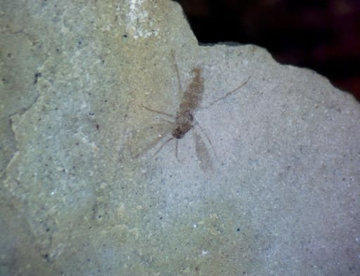 undet. Diptera