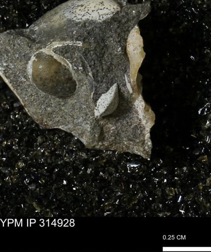 undet. Bivalvia