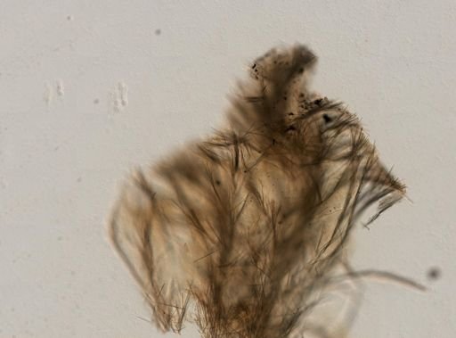 Echinostylinos sp.