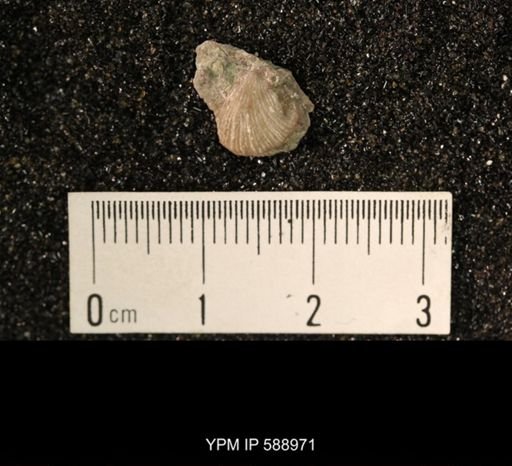 Dalmanella sp.