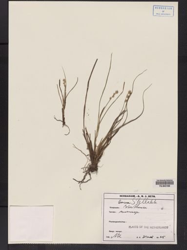 Carex stellulata
