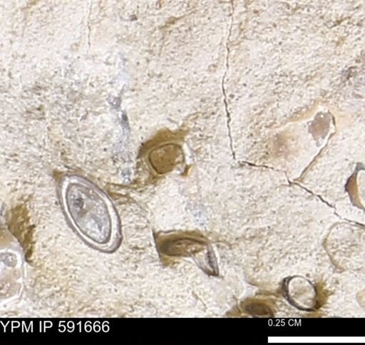 Serpulidae