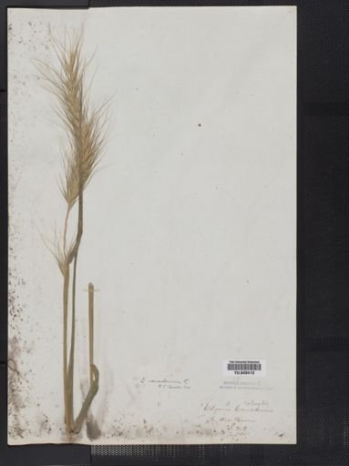 Elymus canadensis