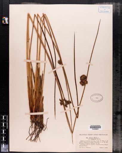 Juncus effusus