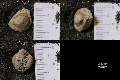 Cardium whitei