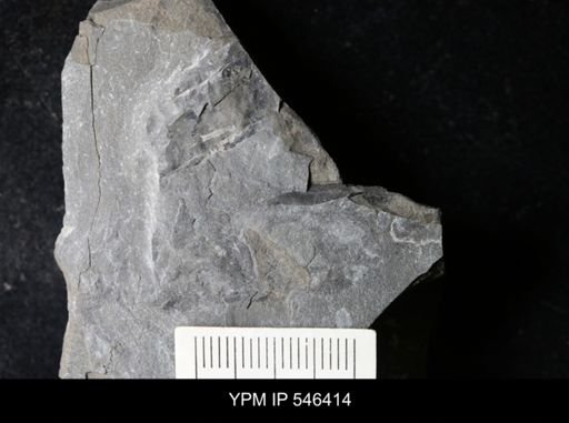 undet. Eurypterida