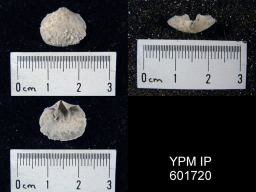 Doleroides sp.