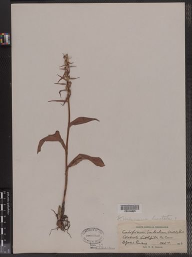Habenaria bracteata