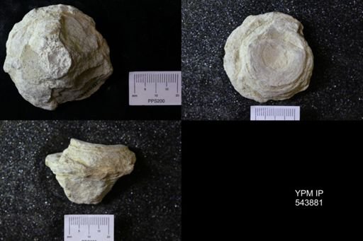 undet. Ichnofossil