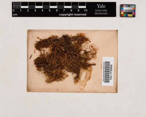 Plantae