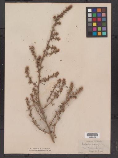 Salsola kali