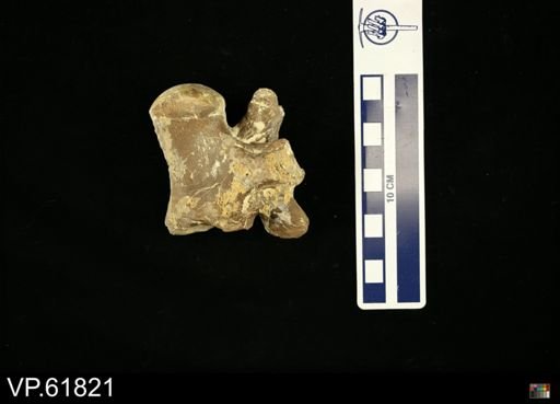 undet. Mosasauridae