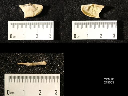 Chonetes granulifer
