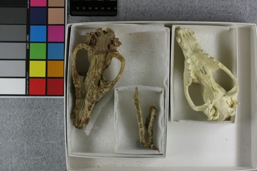 Hyaenodon mustelinus