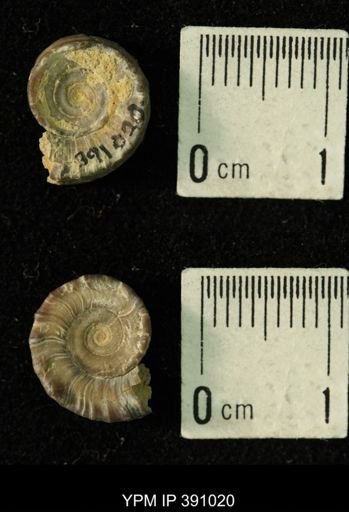Amphiscapha subrugosa