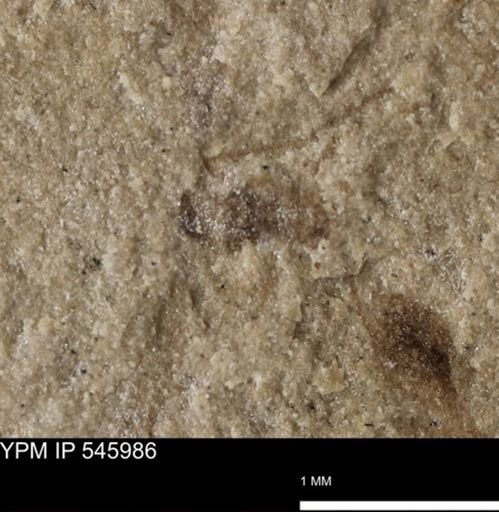 taxon undetermined