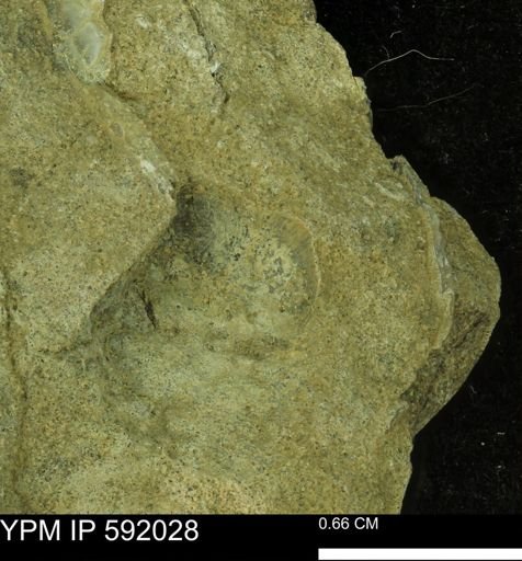 undet. Bivalvia
