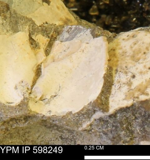 Limopsis striatopunctatus