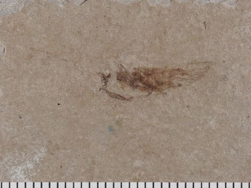 Orthoptera