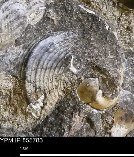 Drepanochilus sp.