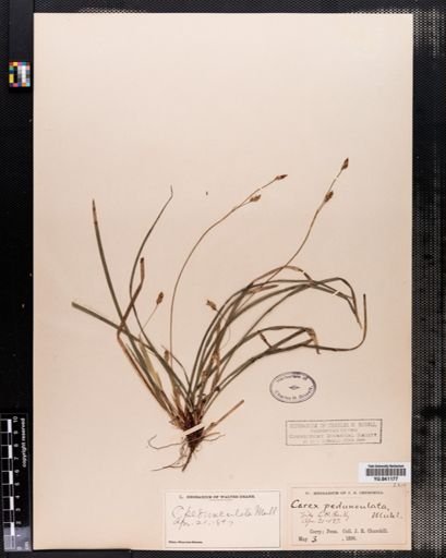 Carex pedunculata