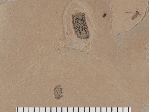 Diptera