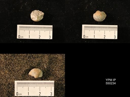 Marginifera sp.