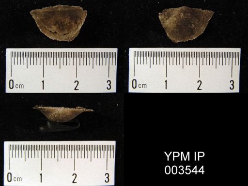Chonetes elegans