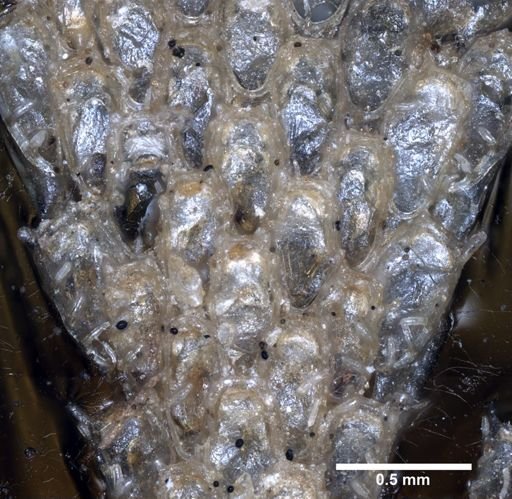 Dendrobeania murrayana