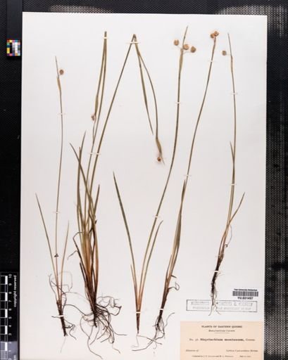 Sisyrinchium montanum