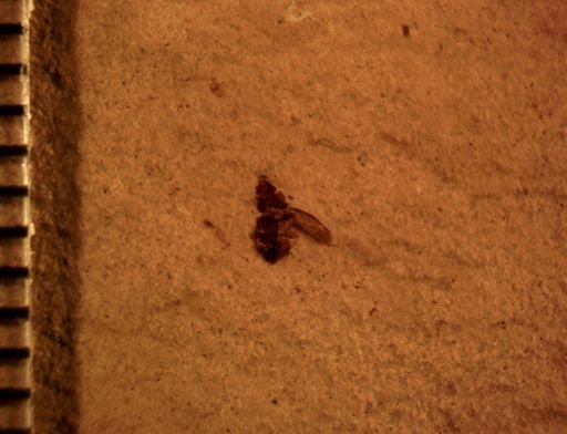 undet. Coleoptera