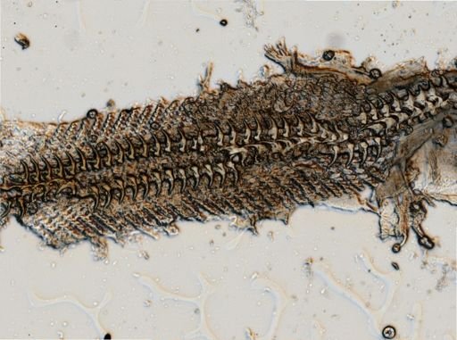 Adalaria proxima
