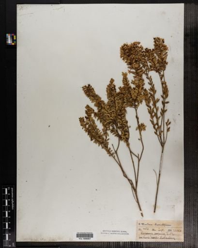 Plantae
