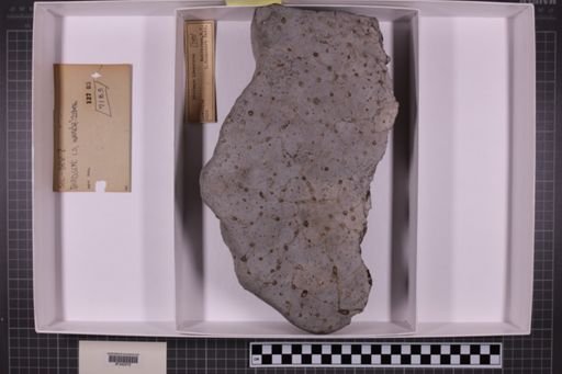 mixed taxa, stratigraphic collection