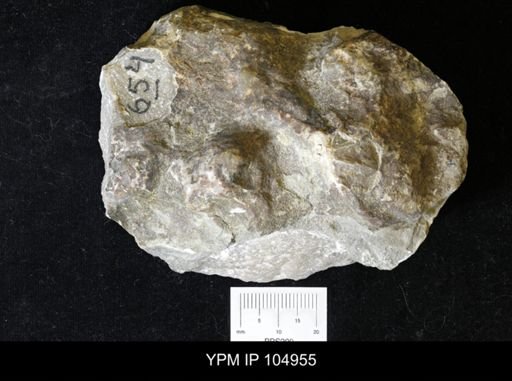 Clathrodictyon vesiculosum