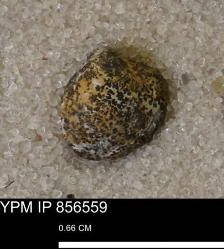 Limopsis striatopunctatus
