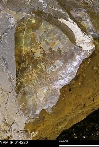 Ammonoidea