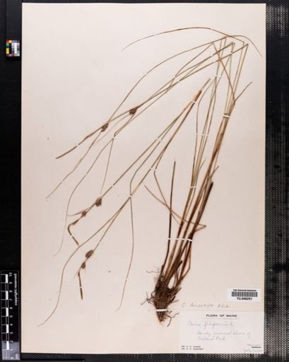 Carex lasiocarpa