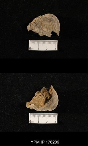 undet. Aulostegoidea