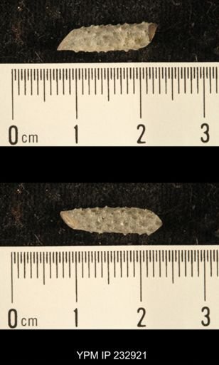 Archaeocidaris sp.