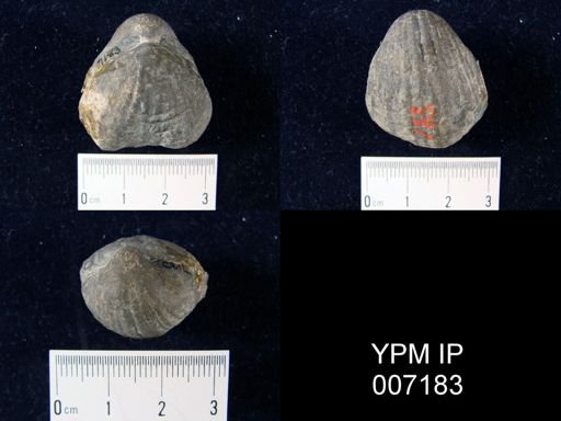 Gypidula sp.